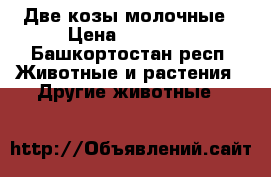 Две козы молочные › Цена ­ 10 000 - Башкортостан респ. Животные и растения » Другие животные   